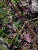 Empusa pennata